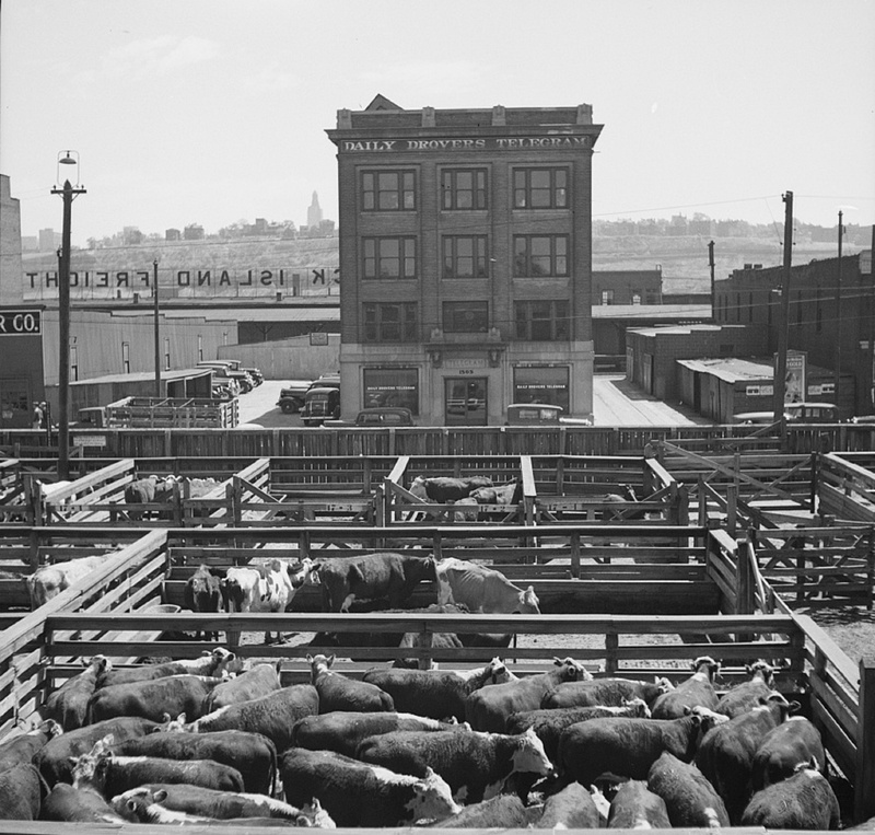 bovine, stock, no people, built structure, outdoors, stockyards, clear sky, beef, kansas city, standing, agriculture, livestock, missouri, architecture