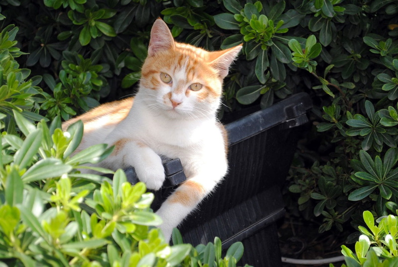 istanbul, seaside, animal themes, black, domestic animals, garden, plastic, vertebrate, cat, sitting, park, flower, domestic, plant part, green, plant