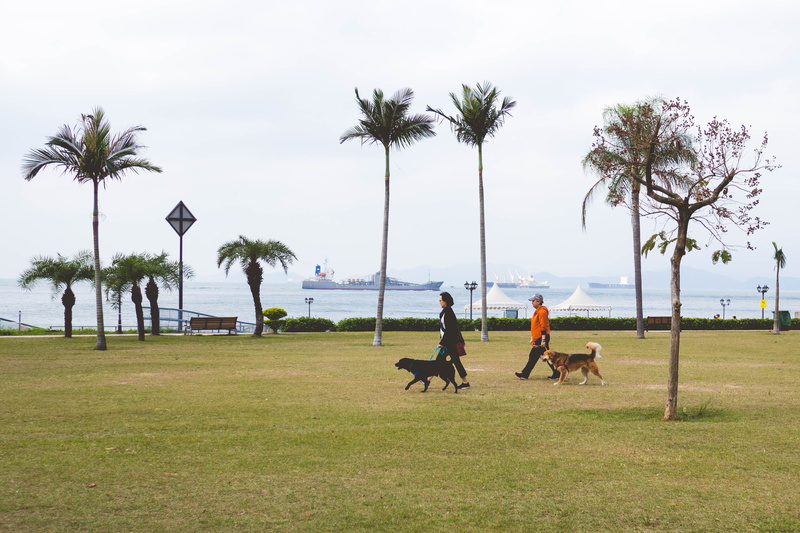 seaside, 2K, tree, land, palm tree, park, plant, hong kong, sky, hongkong, nature, mammal, waterfront park cyberport, livestock, sitting, day, waterfront