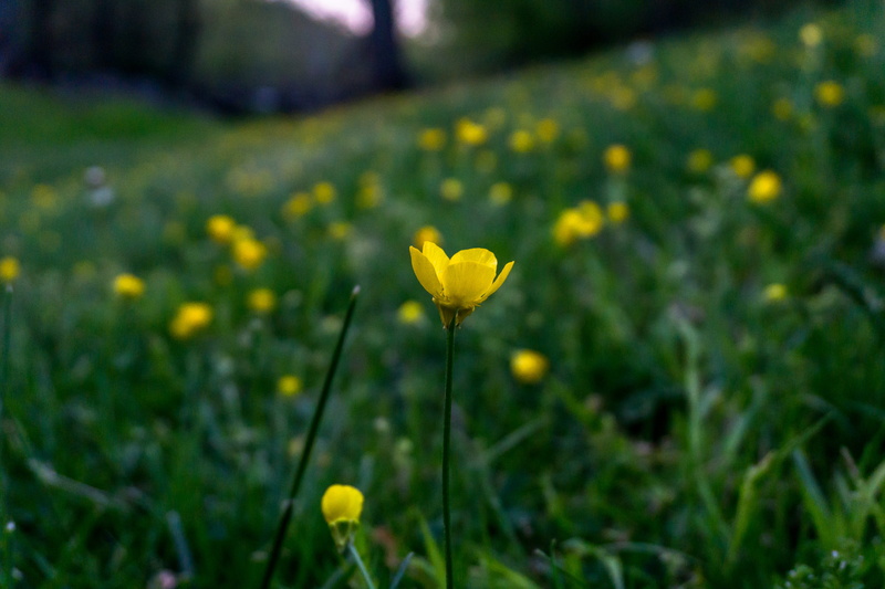 wild flower, growth, grass, yellow, flowering plant, outdoors, yellow flower, awesome, springtime, land, bokeh, bg, flower, nature, blossom