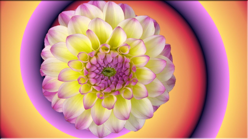 1080P, flower, spiral, bg, nature and landscapes, white, abstract, purple, pink, gradient, yellow