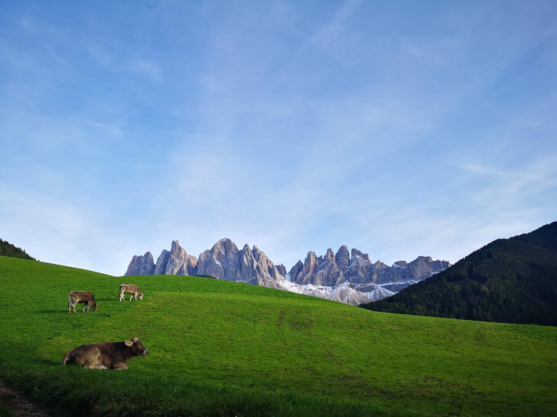 sky, herbivorous, bg, meadow, view, livestock, scenics - nature, landscape, cow, mountain, no people, 2K, pasture, mountain range, plant, environment