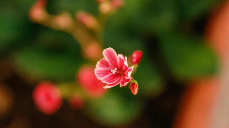 inflorescence, beauty, pink color, 1080P, day, nature, petal, fragility, freshness, flower head, flower, focus on foreground, vulnerability, selective focus