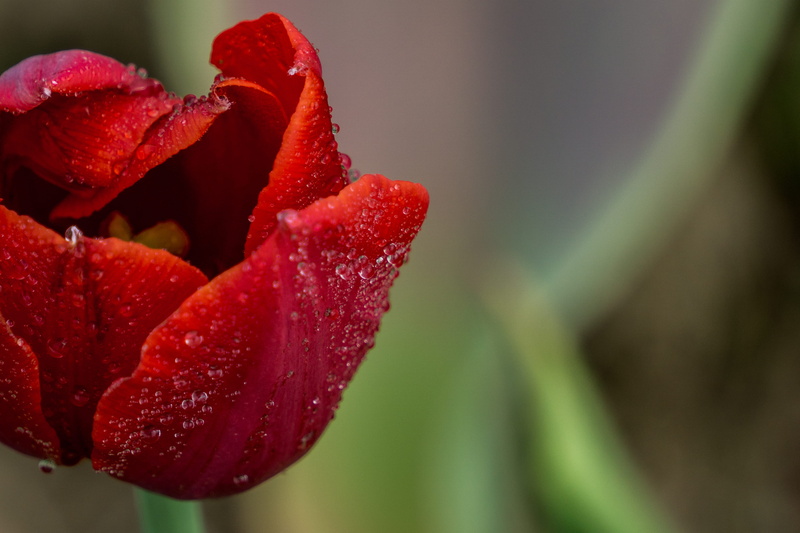 petal, flower, flower head, beauty, growth, outdoors, droplets, rain, red, raindrop, sunrise, inflorescence, purity, water, 2K, fragility, beauty in nature