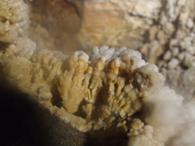 selective focus, close-up, rákóczi bg, Hévíz, animal, underwater, beauty in nature, marine, Mineral, animal wildlife, food and drink, Cave, sea, animals in the wild