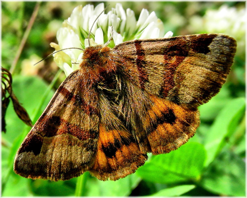 BG, españa, fauna, summer, insect, skipper, Euclidia glyphica, europa, flowers, white, en, euclidia, 720P, multi Colored, Ordes, animal Wing, NDA, beauty In Nature