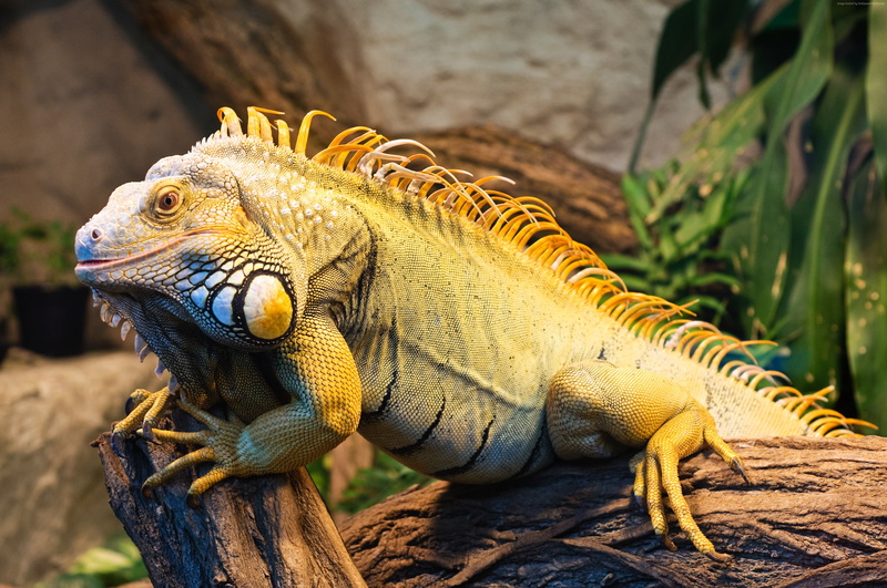 animal scale, looking away, zoo, no people, animals in the wild, profile view, outdoors, animal themes, Green Iguana, tree, animal, San Diego, lizard, one animal