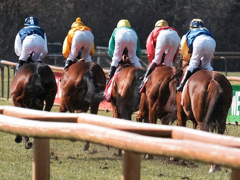 bremer rennverein, racehorse, domestic animals, human, race, herbivorous, pets, no people, day, mammal, competition, livestock, animal wildlife, last race of bremen