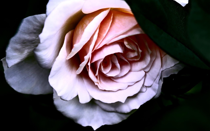 loving, tenderness, flower, romantic, 1080P, secret, caring, beauty, love, 3d and abstract, rose, sweetness, glow