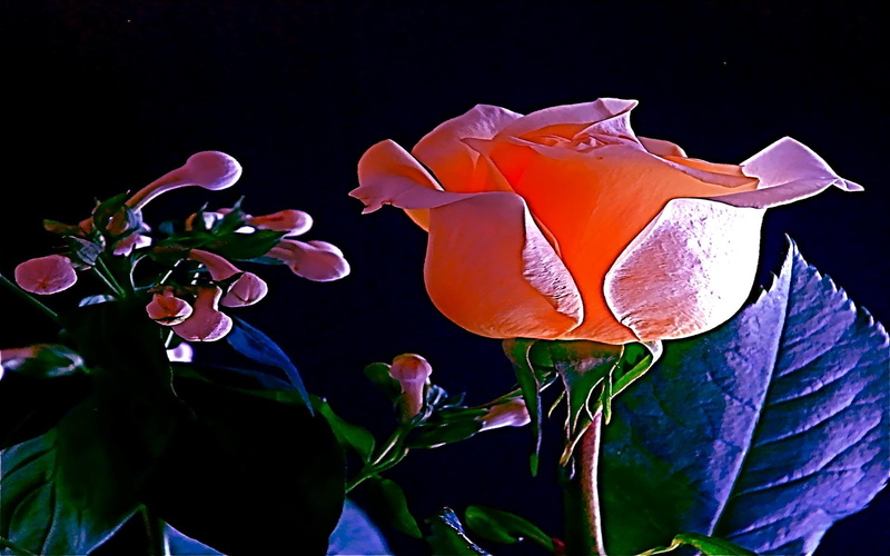 loving, glow, romantic, rose, waiting, lovely, 1080P, beauty, love, 3d and abstract, caring, flowers