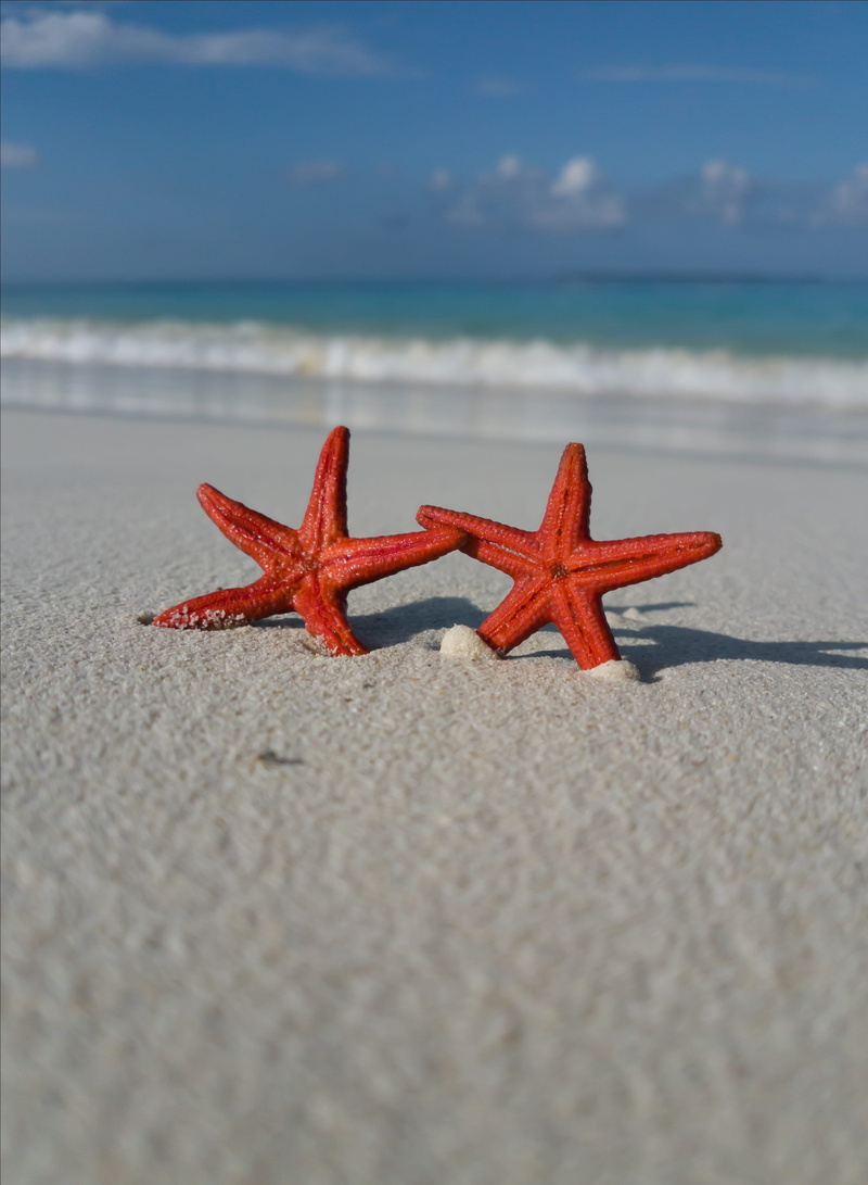 no people, beach, summer, star shape, horizon over water, ocean, oars, marine, starfish, nature, outdoors, sky, sea life, seashore, fish, animal wildlife
