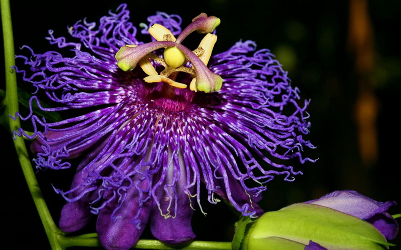 growth, fragility, inflorescence, close-up, 1080P, orchid, single Flower, petaled, animal, passion flower, vulnerability, flower, macro, botany, day, backgrounds