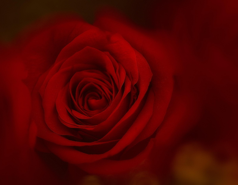 3d and abstract, 1080P, passion, rose, love, romantic