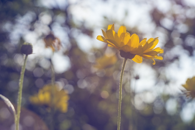 close-up, flower head, focus on foreground, day, outdoors, softness, plant stem, no people, springtime, growth, petal, 5K, sunlight, flowering plant, plant