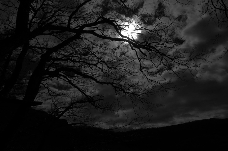 night, dusk, dark desktop backgrounds, nature, plant, scenics - nature, growth, low angle view, outdoors, moonlight, sky, beauty in nature, bare tree, tranquility