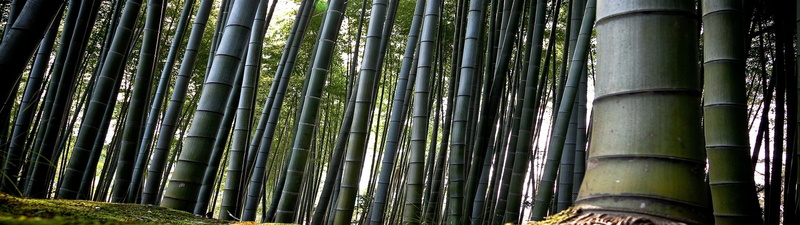 day, forest, plant, landscape, nature, industry, bamboo - plant, pipeline, tree, beauty in nature, low angle view, outdoors, bamboo, 4K, backgrounds, land