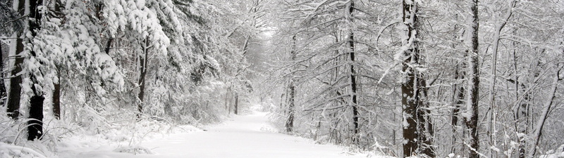 tranquil scene, forest, ice, snowing, landscape nature dual screen, land, 4K, no people, non-urban scene, cold temperature, treelined, extreme weather