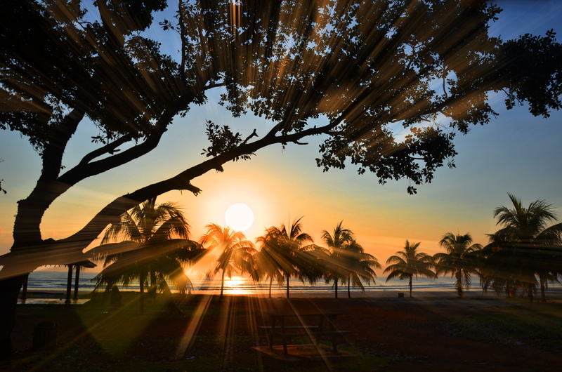 sunset, golden, sunny, tranquility, seashore, shadow, sun, nature, morning, silhouette, beauty in nature, scene, ray, bright, sunrise, palm, water, hour