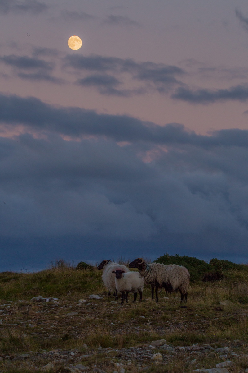 domestic animals, vertebrate, scenics - nature, sheep, animal themes, field, pets, mammal, sunset, outdoors, nature, full moon, environment, domestic, no people