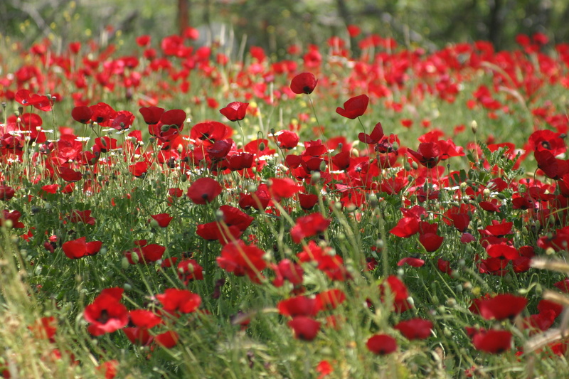 flower head, land, poppy, troy, summer, petal, flower, green color, red, growth, beauty in nature, flowerbed, papaverales, selective focus, fragility, freshness