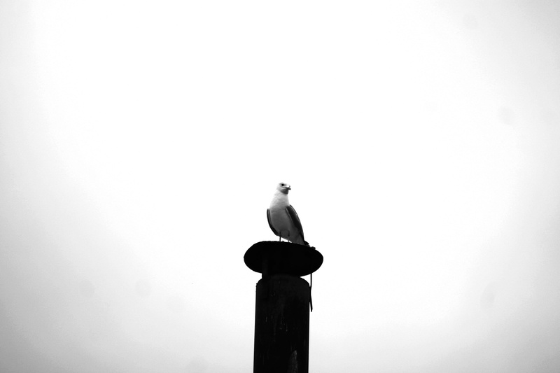 one animal, outdoors, perching, norway, day, gesturing, blackandwhite, built structure, no people, copy space, gull, trondheim, clear sky, bird, sky, 5K