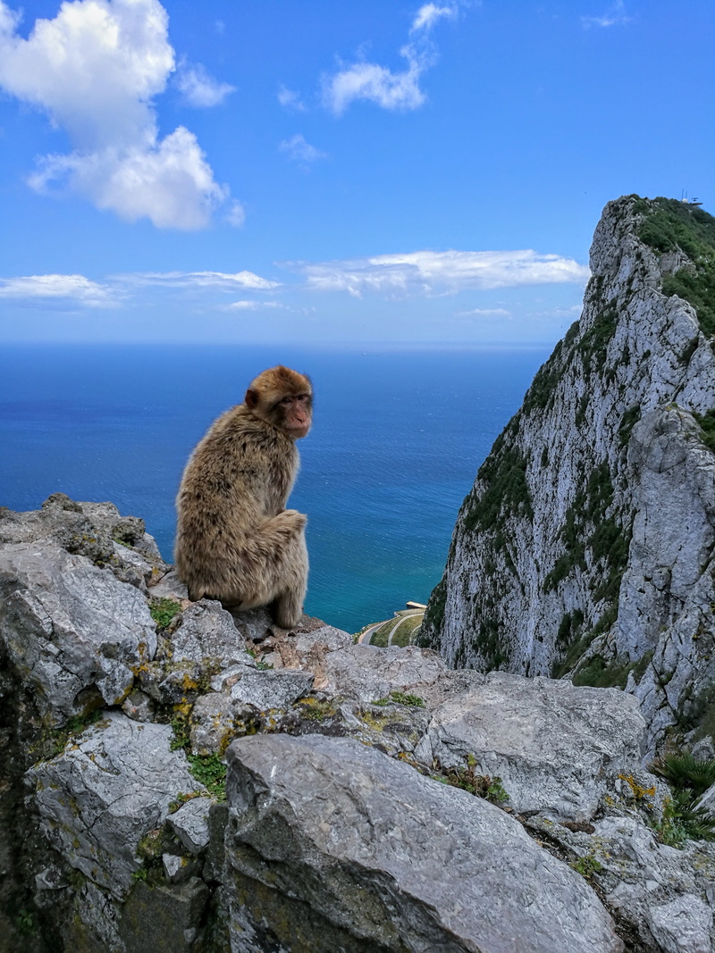 vertebrate, rubble, primate, lemur, nature, animal wildlife, one animal, sea, outdoors, animals in the wild, rock, solid, mountain, bear, rock - object