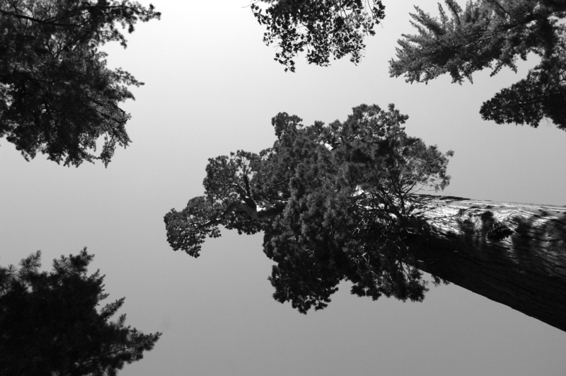 grant grove, tranquility, tree trunk, kings canyon national park, scenics - nature, tree, beauty in nature, plant, outdoors, clear sky, giant sequoia, silhouette