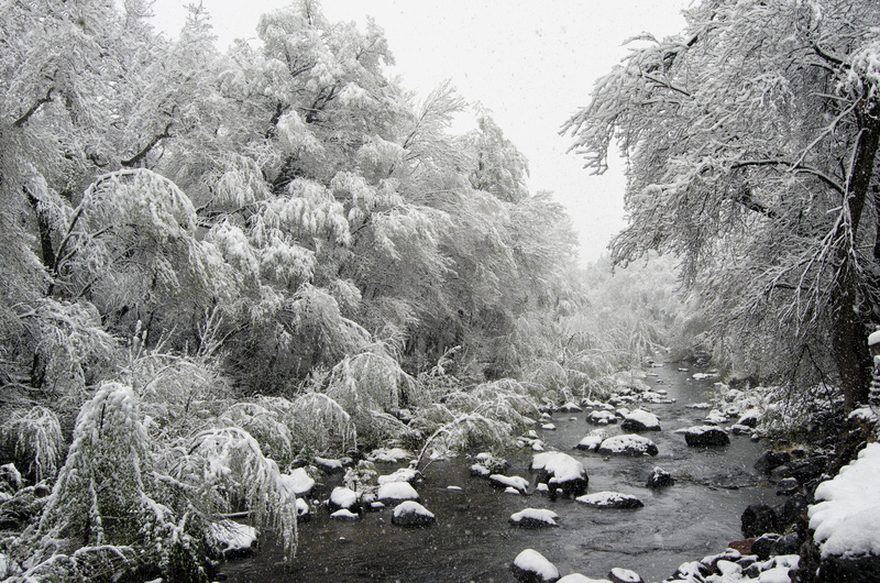 surrounded, trees, Snow, covered, oak, Ice, 4K, nature, creek, river, landscape, cold - Temperature, tree, black And White, forest, outdoors, Oak Creek Canyon