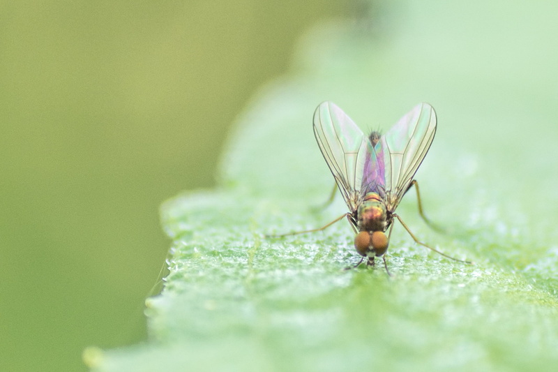 Tabanomorpha, Insecta, Snipe  Fly, purple, Fen, macro, green, sp, snipe, hoover, animal, Arthropoda, nature, Orthorrhapha, Rhagionidae, 1080P, Snipe Fly