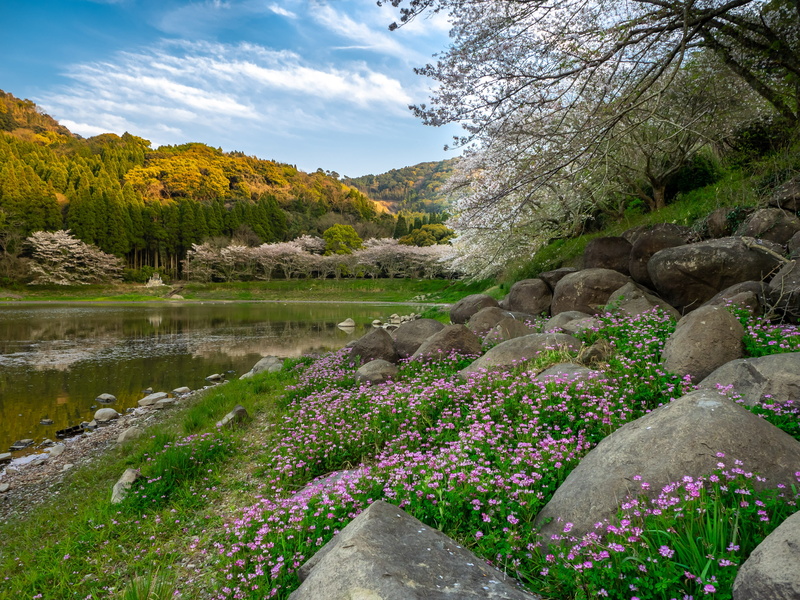 cherry blossoms, tree, landscape, japan, cloud - sky, nature, fantasy, no people, beauty in nature, flower, 4K, outdoors, spring, flowers, tranquility