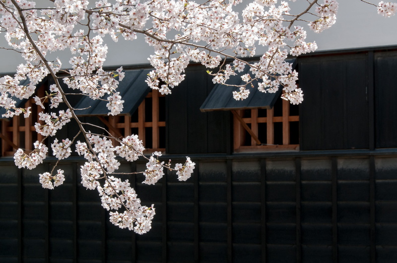 japanese Culture, vulnerability, cherry, building exterior, pink, plant, castle, architecture, 4K, blossom, beauty in nature, fragility, cherry Blossom