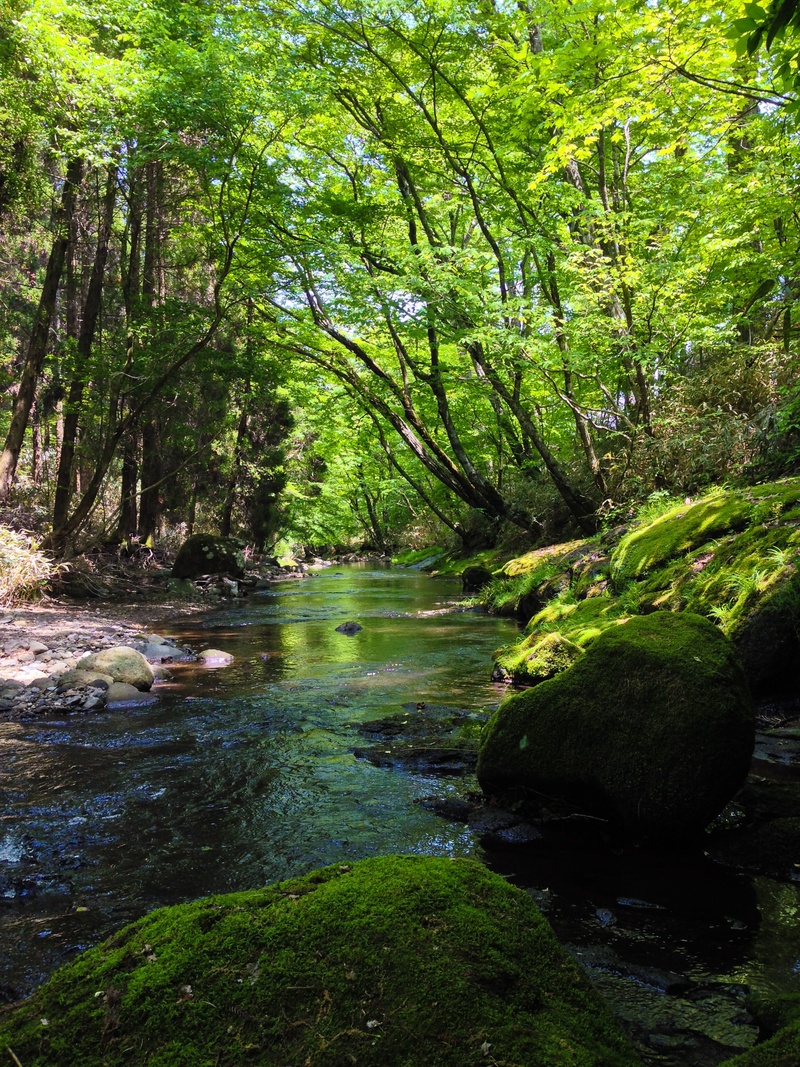 downloading, scenics, natural water, river, no people, land, woodland, japan, outdoors, stream, green, tree, kumamoto, 2K, stream - flowing water, aso