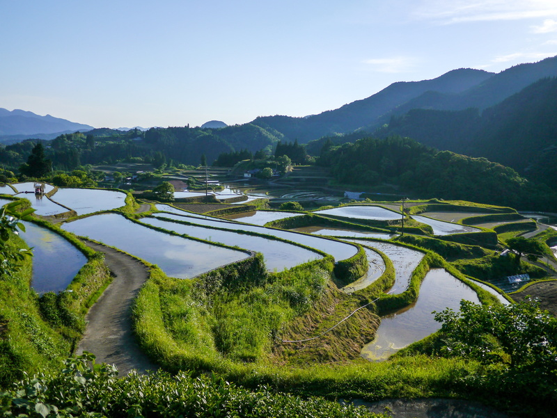 environment, daytime, rice, scenics, layered, kumamoto, water, lake, growth, sky, japan, green grass, rice paddy, land, rice terraces, tranquility, agriculture