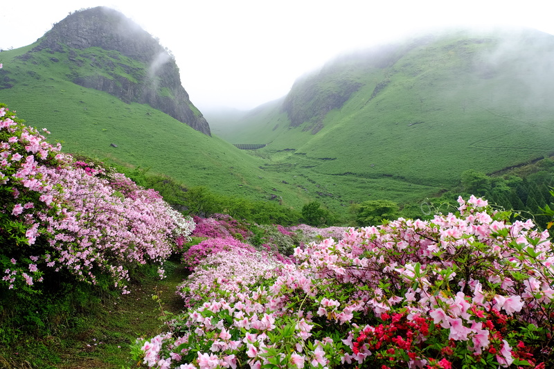 blossom, mountain, azalea, springtime, purple, aso, nature, flowers, sky, flower, land, freshness, tranquility, flowering plant, 4K, japan, pink, plant