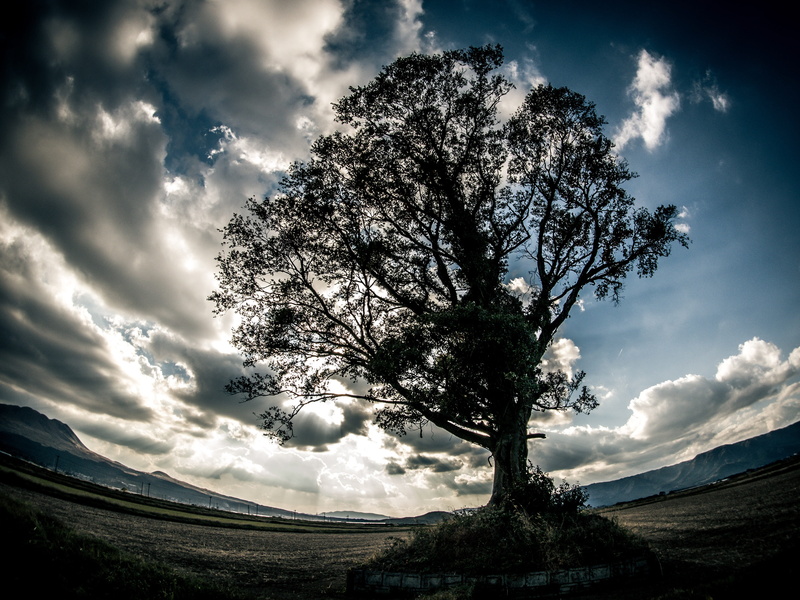 aso, outdoors, scenics - nature, tranquil scene, low angle view, nature, growth, beauty in nature, plant, cloud - sky, wood, 4K, coniferous tree, sunlight