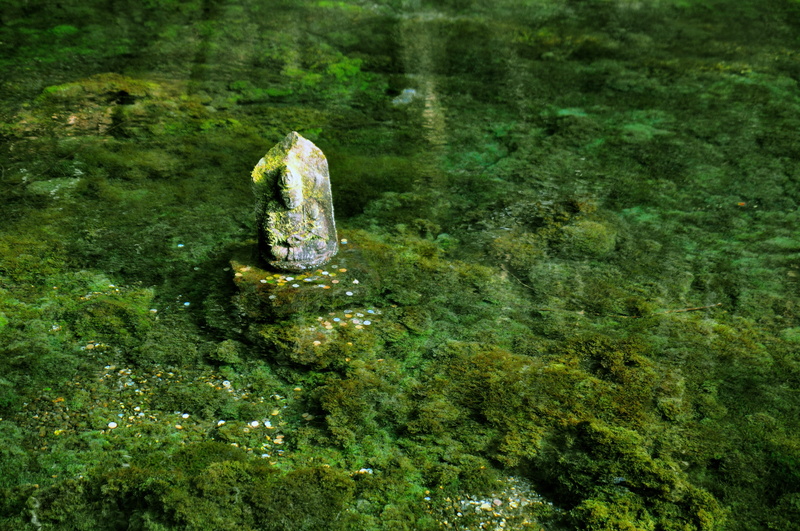 aso, animals in the wild, green color, green, reptile, one animal, lake, photo, tranquility, moss, day, therivers, land, animal wildlife, nature, forest