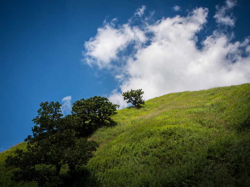 growth, tranquil scene, beauty in nature, cloud, tree, low angle view, kumamoto, environment, plant, non-urban scene, blue, nature, green color, outdoors