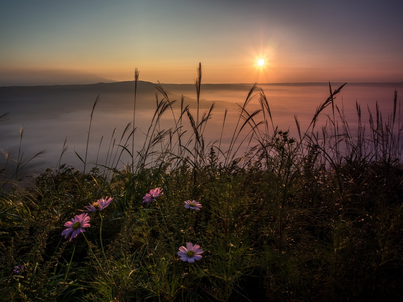 scenics, aso, purple, tranquility, sun, photo, flowering plant, golden, no people, tranquil scene, romantic sky, fragility, horizon over water, grass, sea of clouds