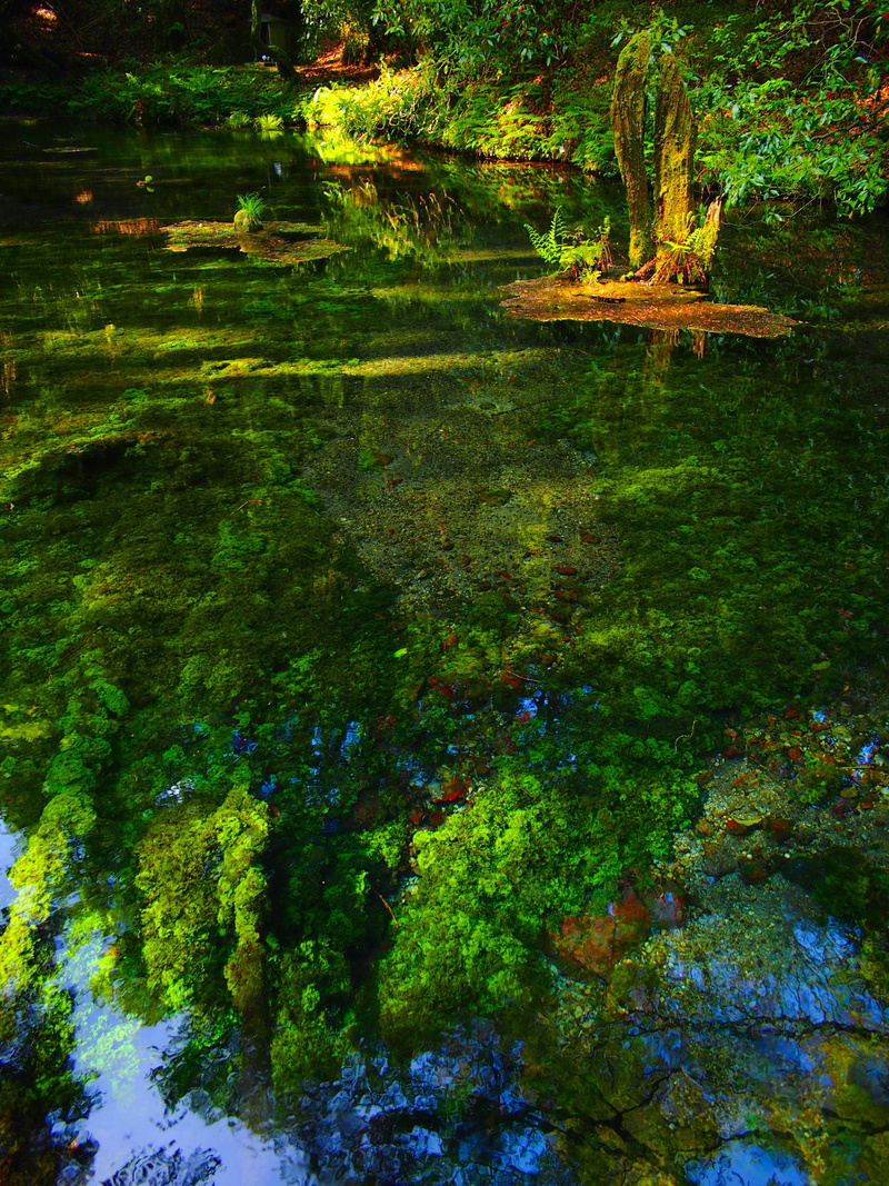 ubuyama kumamoto, nature, lake, green color, 4K, water, scenics - nature, forest, idyllic, body, tree, therivers, outdoors, tranquility, tranquil scene