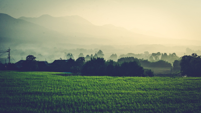 plantation, morning, scenics - nature, cloud, farm, tranquility, growth, natural, crop, land, tranquil scene, japan, tree, rural scene, agriculture, kumamoto