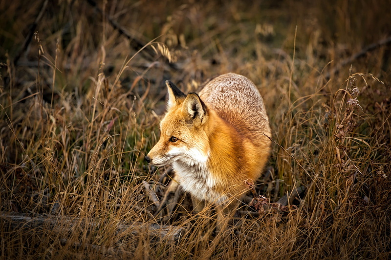 country, profile view, hunting, colorado, mammal, animals hunting, standing, stealth, nature, animal wildlife, fox, animal, rural, grass, outdoors, hdr