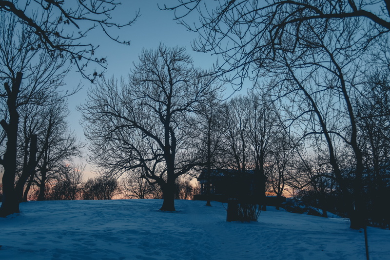 sihouettes, outdoors, no people, branch, field, winter, land, forest, scenics - nature, gradient, nature, sky, trees, cold, environment, plant, tranquility