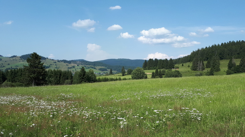 land, sky, childrens trail, field, coniferous tree, outdoors, hiking, hill, mountain range, green color, scenics - nature, trail, black forest, grass, plant