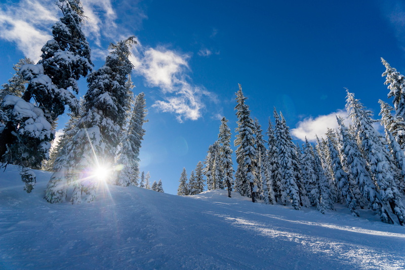 sunny, plant, wilderness, frozen, forest, white, winter landscape, lens flare, sunshine, 5K, woodland, blue, fir Tree, scenics, cold, day, beautiful landscape
