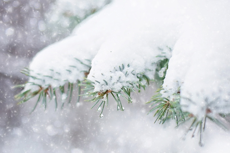 2K, frozen, environment, day, outdoors, no people, nature, snowflake, xmas, plant, ice, covered, white color, winter, cold temperature, evergreen tree