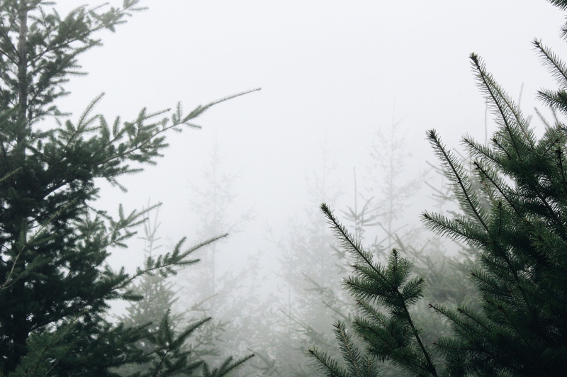 pine Tree, frozen, misty, weather, snow, 4K, scenics, tree, trees, outdoors, low angle view, plants, seaclouds, pine woodland, nature, foggy, winter, daytime