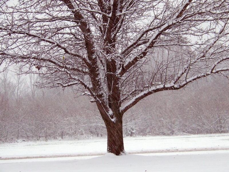 snow, climate, bare, wonderland, branch, spruce, beauty in nature, trunk, frosty, snowing, day, environment, tranquility, cold, blizzard, weather, xmas