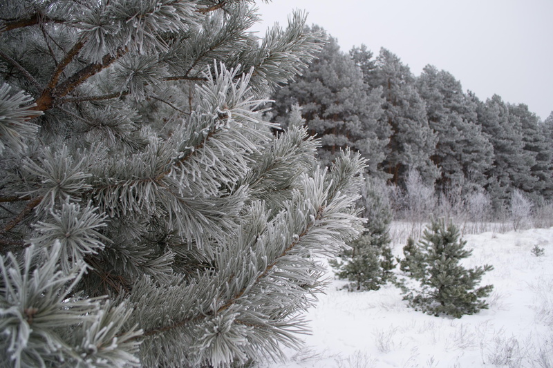 pinaceae, outdoors, pine Tree, pine wood, spruce Tree, coniferous Tree, christmas, ice, no people, forest, white color, warm clothing, frozen, trees, snow