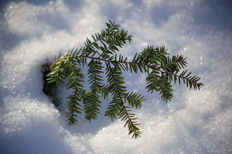 green christmas, tree, cold temperature, cloud - sky, spruce Tree, close-up, white, nature, plant, green color, sky, cold - Temperature, christmas, day