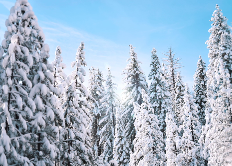 mountain, pine, pine Tree, weather, spruce Tree, winter, covering, woodland, sky, scenics - nature, 4K, trees, christmas, blue, snowcapped mountain, nature